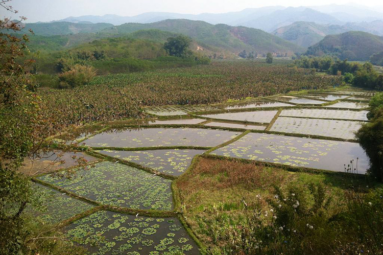 云南省国土资源厅关于印发云南省土地利用 总体规划（2006—2020年） 调整方案的通知