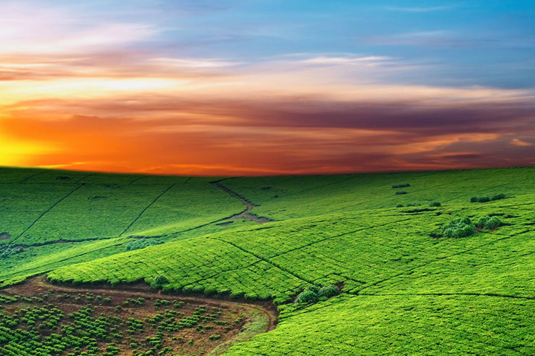 云南省国土资源厅 云南省发展和改革委员会 云南省财政厅 中国人民银行昆明中心支行 关于停止征收坝区耕地质量补偿费的通知