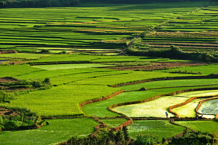 政策发布｜国务院办公厅关于切实加强高标准农田建设 提升国家粮食安全保障能力的意见