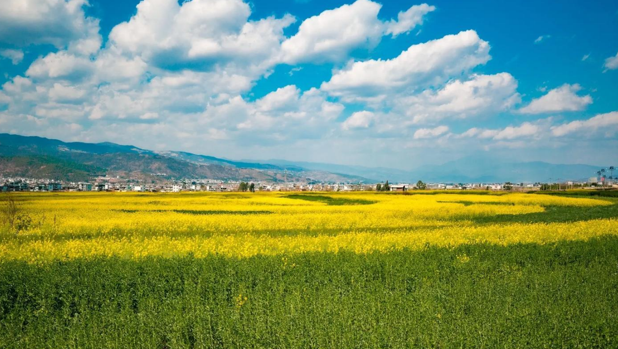 云南省曲靖市罗平县 6.4 万亩高原坝区油菜植保飞防项目