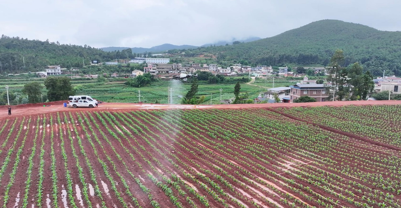 云南省安宁市 2 万亩玉米田精准植保无人机施肥项目